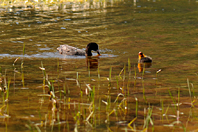 Fulica atra